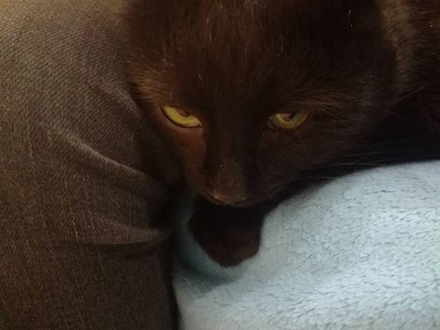 Кошки в нашей жизни. Кошки и все, что с ними связано. Кошки в нашей жизни. Кошки и все, что с ними связано.