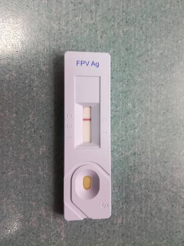 Кошки в нашей жизни. Кошки и все, что с ними связано. Кошки в нашей жизни. Кошки и все, что с ними связано.