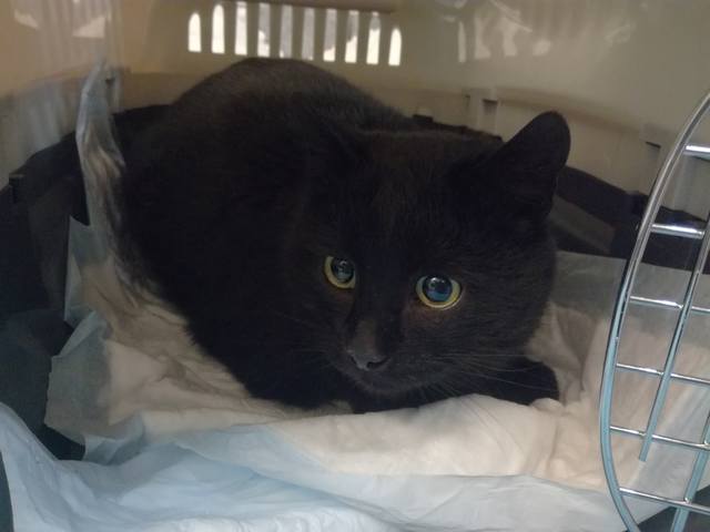 Кошки в нашей жизни. Кошки и все, что с ними связано. Кошки в нашей жизни. Кошки и все, что с ними связано.