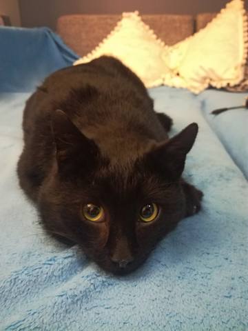 Кошки в нашей жизни. Кошки и все, что с ними связано. Кошки в нашей жизни. Кошки и все, что с ними связано.