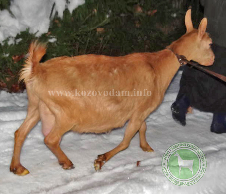 Алиса-Звезда 1 ЛПХ Смирновских