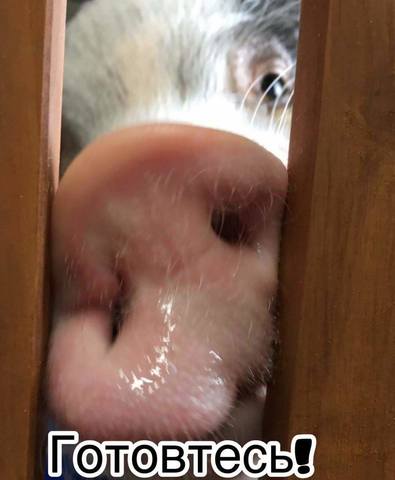 С НОВЫМ 2019 ГОДОМ!