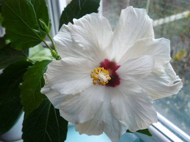 http://images.vfl.ru/ii/1546410013/cc6d8f67/24794503_m.jpg