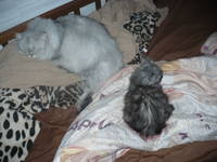 VFL.RU - ваш фотохостинг