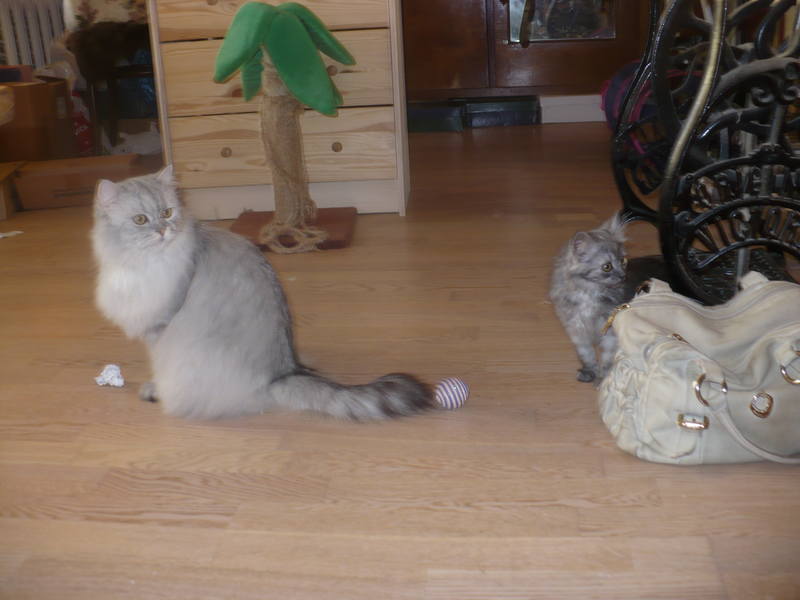 чтото шебуршнуло