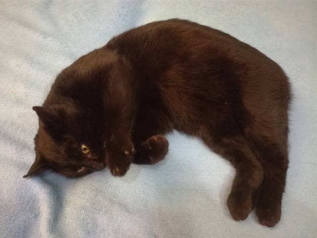 Кошки в нашей жизни. Кошки и все, что с ними связано.