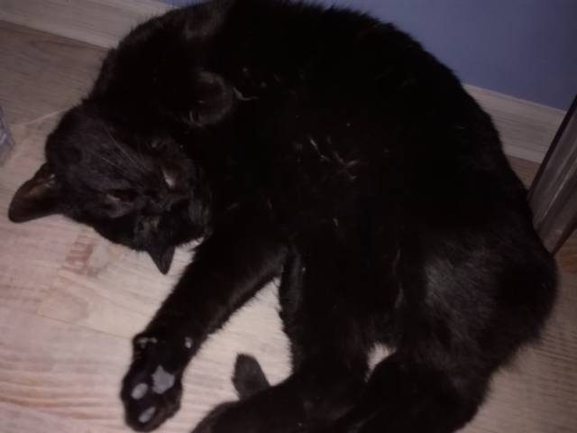 Кошки в нашей жизни. Кошки и все, что с ними связано.