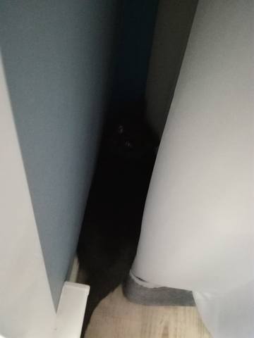 Кошки в нашей жизни. Кошки и все, что с ними связано.