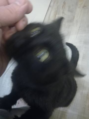 Кошки в нашей жизни. Кошки и все, что с ними связано.