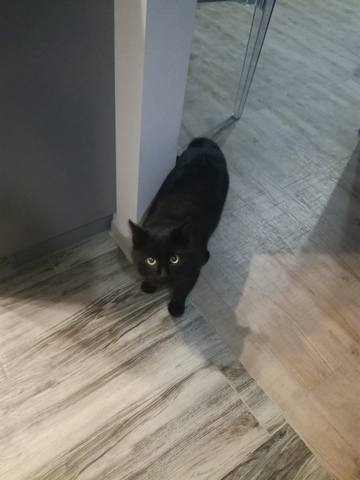 Кошки в нашей жизни. Кошки и все, что с ними связано.