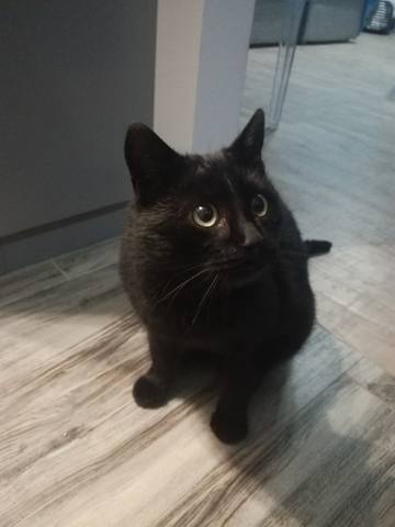 Кошки в нашей жизни. Кошки и все, что с ними связано.