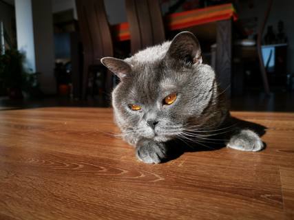 Публикувано изображение