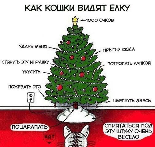 Кто сказал "Мяу"?