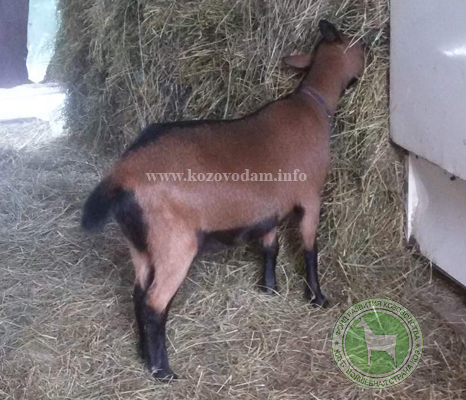 София 2 Ольга С