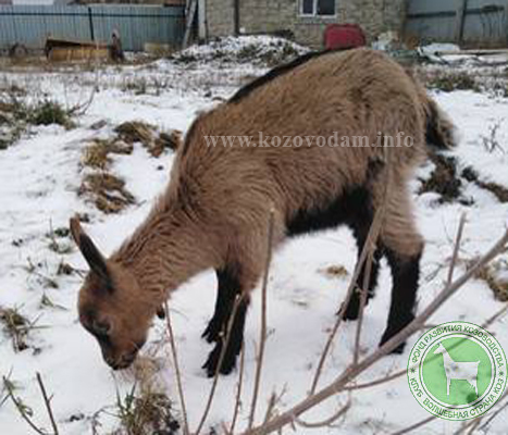 Злата ДокторСизова