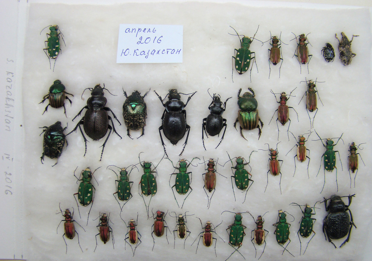 4 S. Kazakhstan 2016.JPG