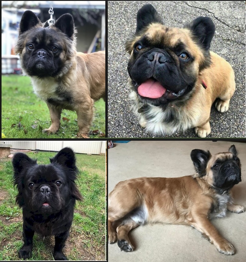french bulldog-longhaired