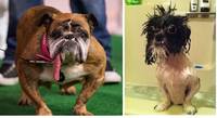 ugliest dog