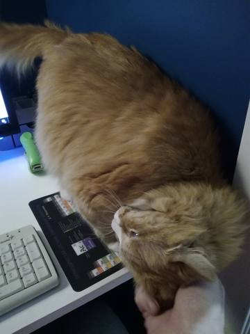 Кошки в нашей жизни. Кошки и все, что с ними связано.