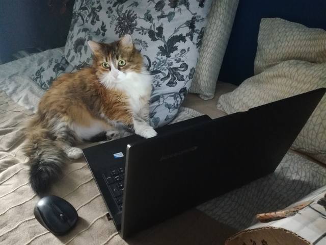 Кошки в нашей жизни. Кошки и все, что с ними связано.