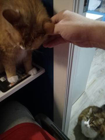 Кошки в нашей жизни. Кошки и все, что с ними связано.