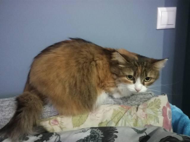 Кошки в нашей жизни. Кошки и все, что с ними связано.