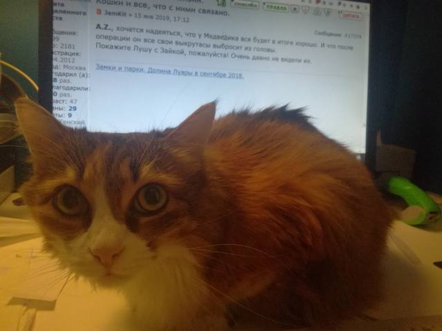 Кошки в нашей жизни. Кошки и все, что с ними связано.