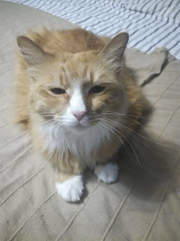 Кошки в нашей жизни. Кошки и все, что с ними связано.