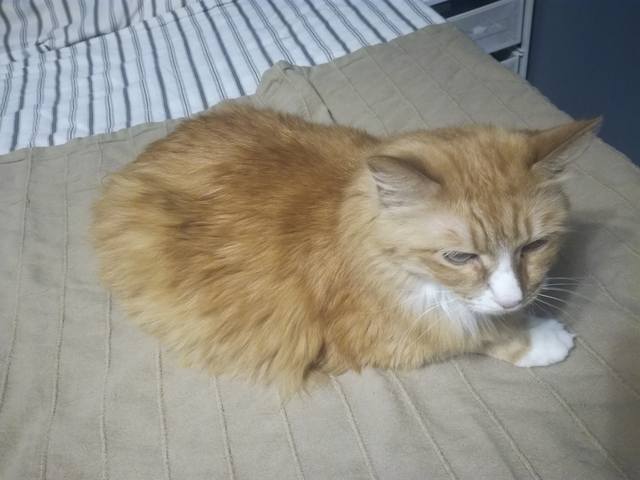 Кошки в нашей жизни. Кошки и все, что с ними связано.