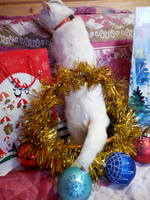 VFL.RU - ваш фотохостинг