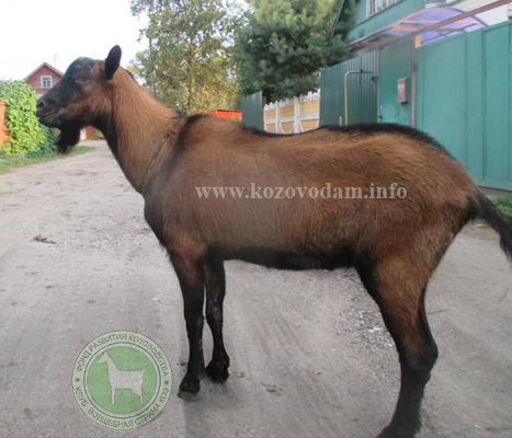 Аргон 2 Щеглова Н.Г.