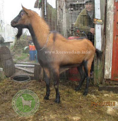 Аргон 3 Щеглова Н.Г.