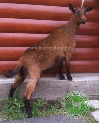 Сонька 2 Наталья)))