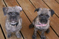 Pug-Poodle-mix