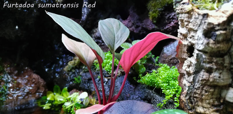 Furtadoa sumatrensis Red