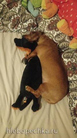 Живой Журнал Жульена