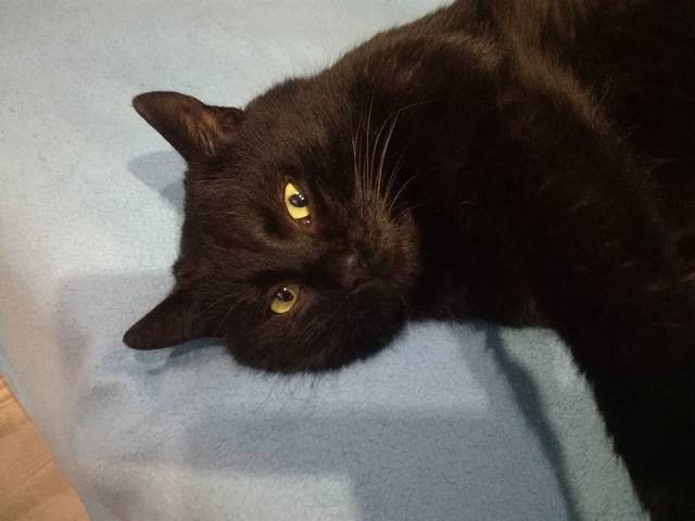 Кошки в нашей жизни. Кошки и все, что с ними связано.