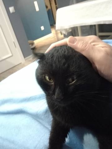 Кошки в нашей жизни. Кошки и все, что с ними связано.