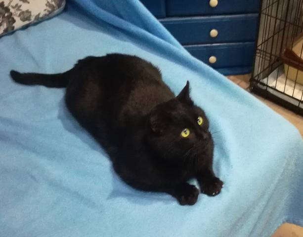 Кошки в нашей жизни. Кошки и все, что с ними связано.