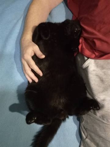 Кошки в нашей жизни. Кошки и все, что с ними связано.