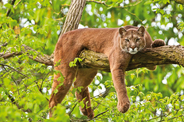 Puma-05 Puma-05