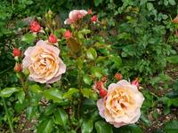 VFL.RU - ваш фотохостинг