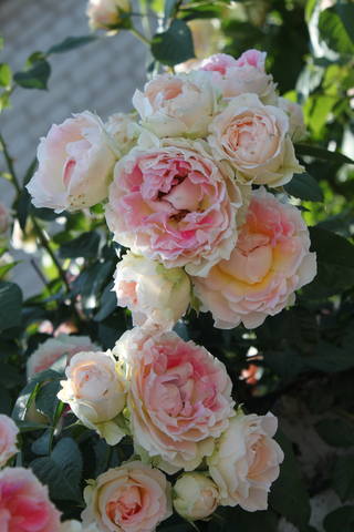 Чайная беседка