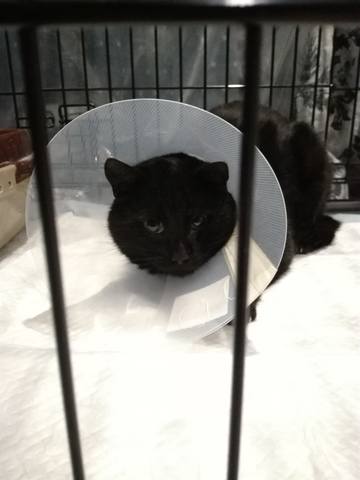 Кошки в нашей жизни. Кошки и все, что с ними связано.