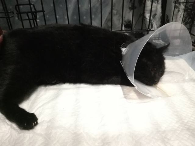 Кошки в нашей жизни. Кошки и все, что с ними связано.