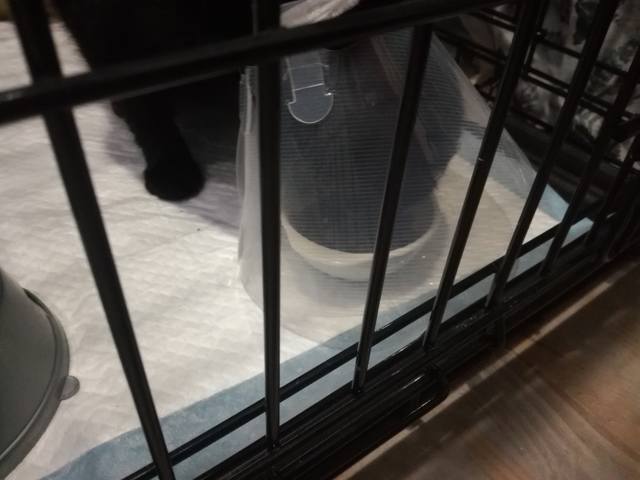 Кошки в нашей жизни. Кошки и все, что с ними связано.