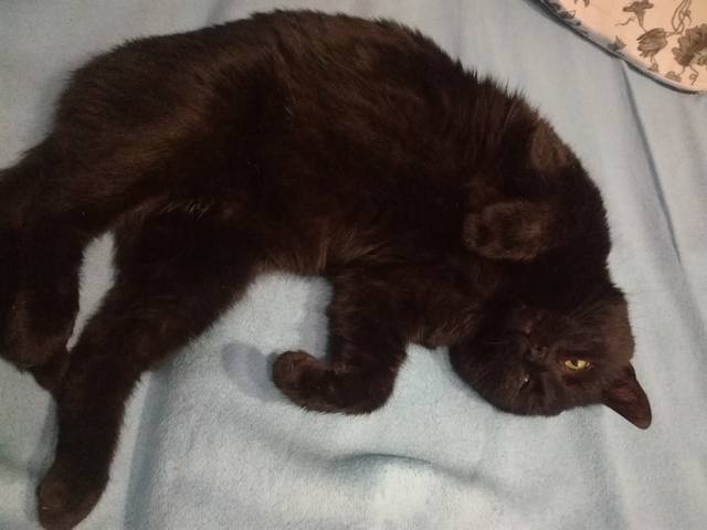 Кошки в нашей жизни. Кошки и все, что с ними связано.