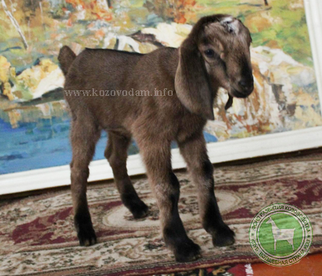 Фиона 1 Мурат