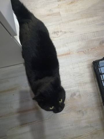 Кошки в нашей жизни. Кошки и все, что с ними связано.