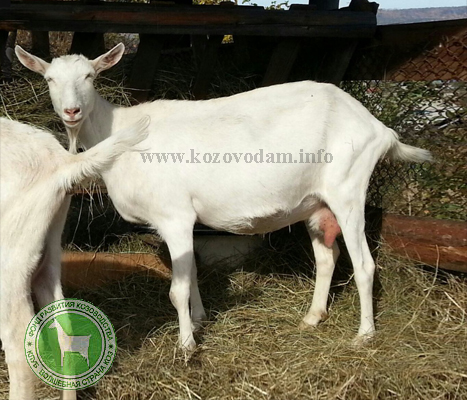 Бинга-Бонга 2 любушка